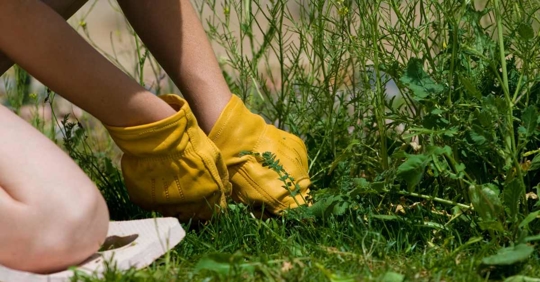 person pulling weeds