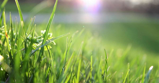 macro shot of healthy grass field