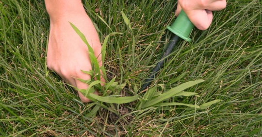 Person removing crabgrass