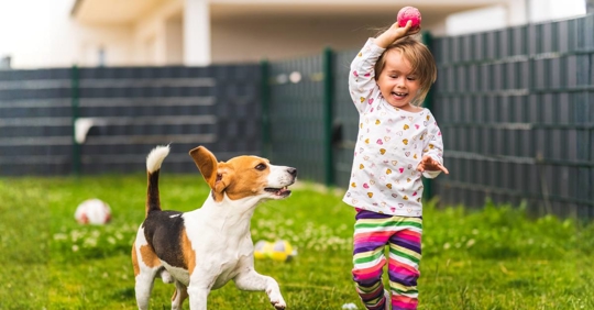 Young Girl Playing with Beagle Dog in Backyard