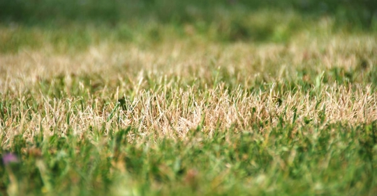 Close up image of dry grass