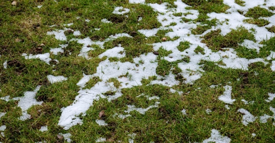 Melting snow over a green patch of field