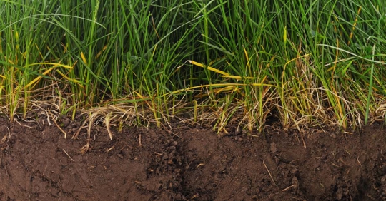 cross-section illustration showing rich soil with grass roots growing