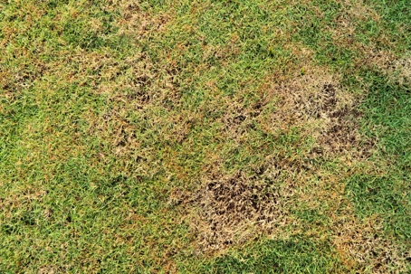 Green lawn with diseased brown patches