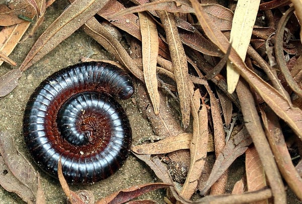 800px-Coiled_Millipede