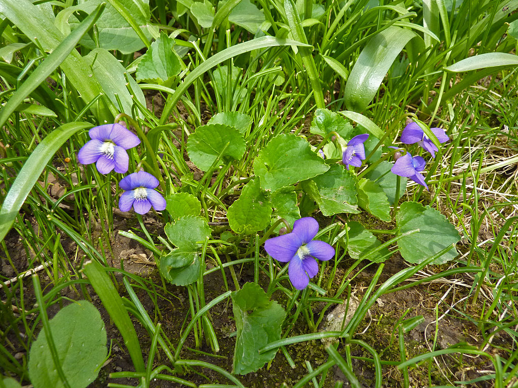 CC- wild violets in grass
