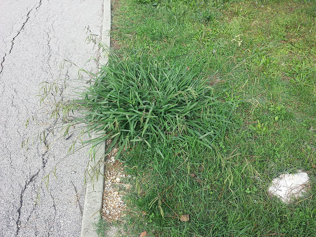 Dallisgrass lawn weed