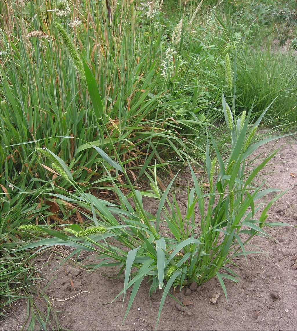 Foxtail lawn weed in dirt