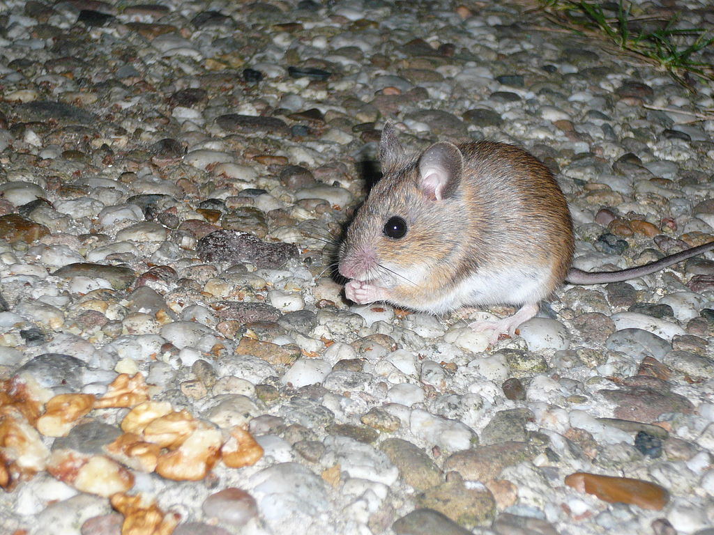 Mouse eating nuts