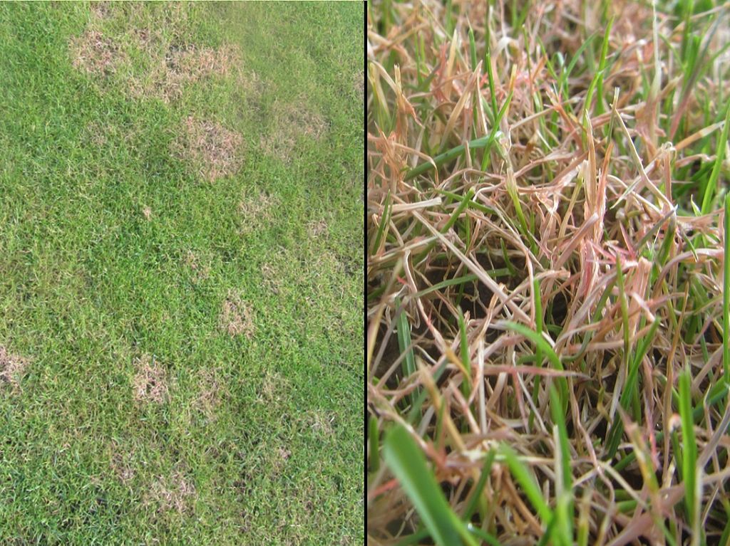 Red Thread lawn disease in grass