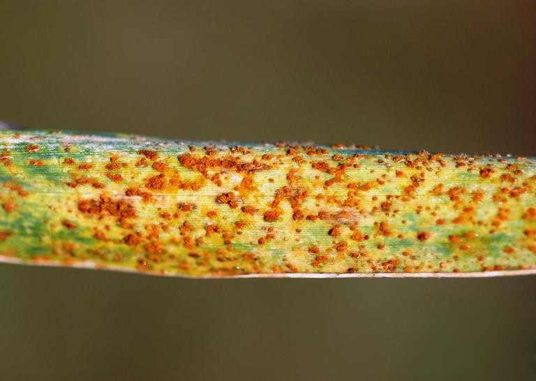 Rust disease on grass blade