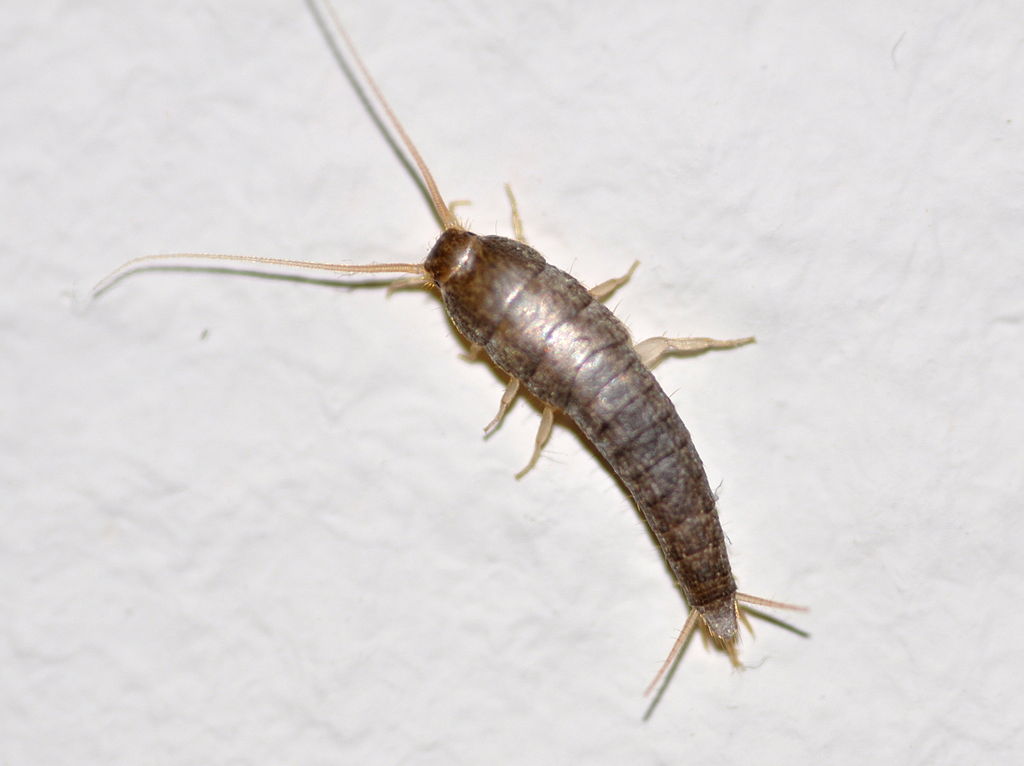 Silverfish in house