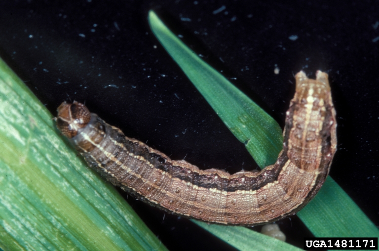 CC- armyworm caterpillar