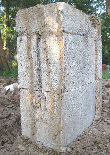 Termite mud tubes on pillar