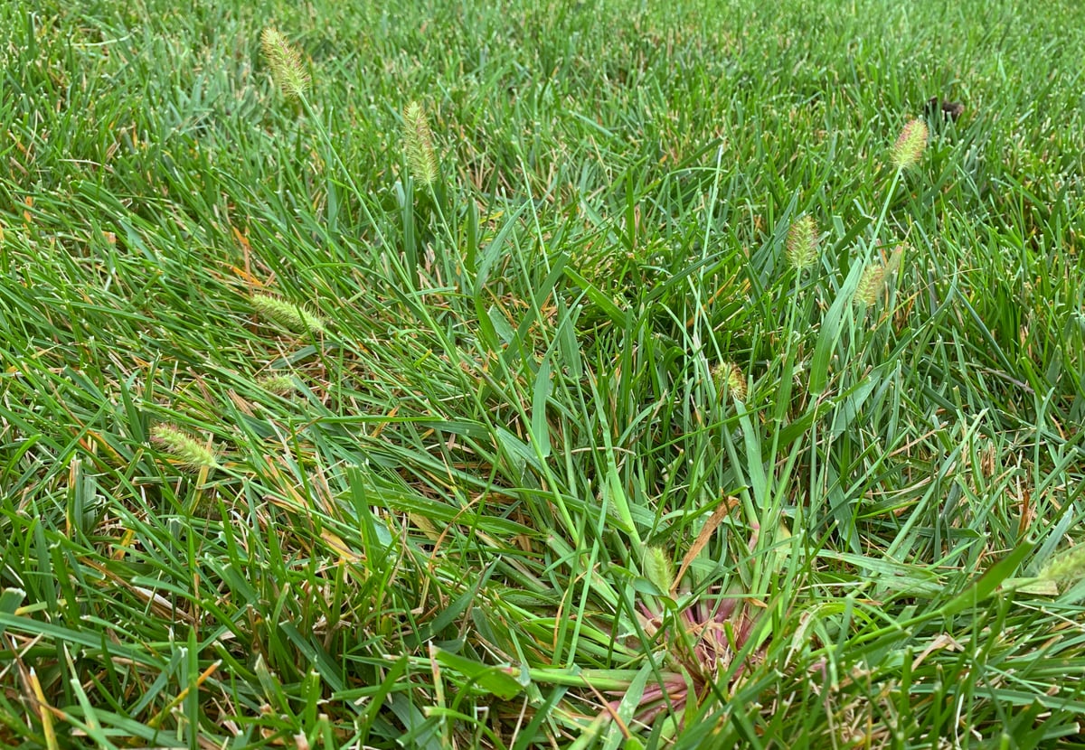 foxtail weed in lawn