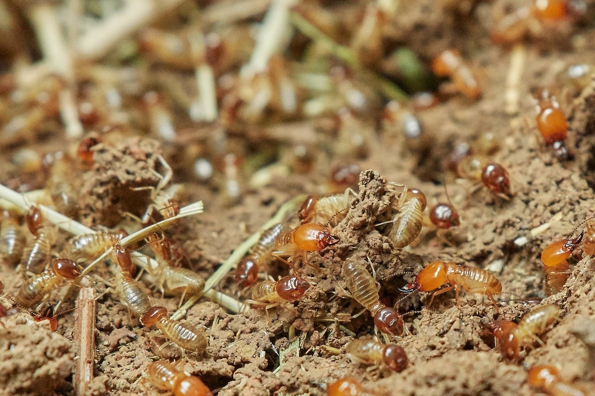 termites in dirt at home
