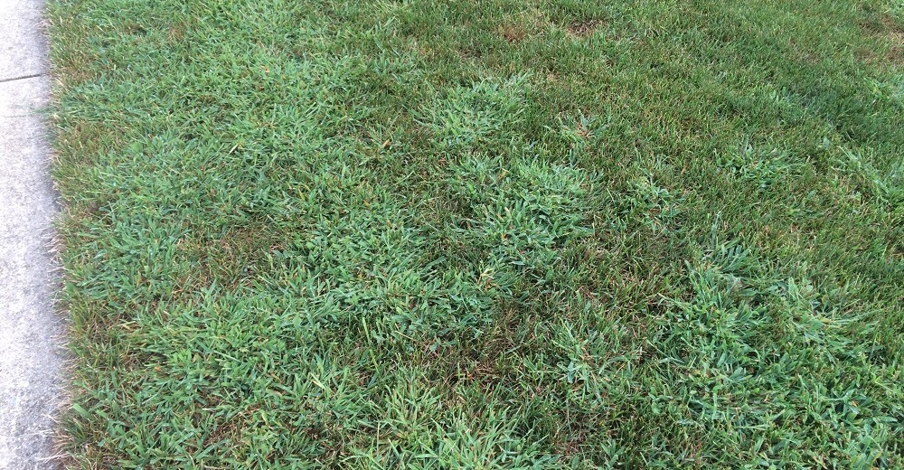 Crabgrass taking over a thin stressed lawn