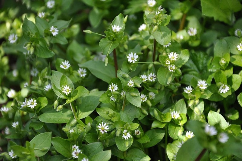Chickweed lawn weed