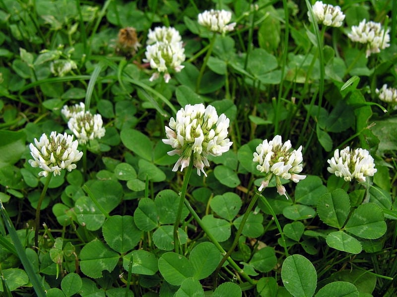 Clover lawn weed