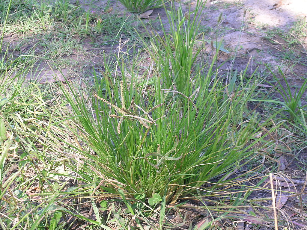 Goosegrass lawn weed