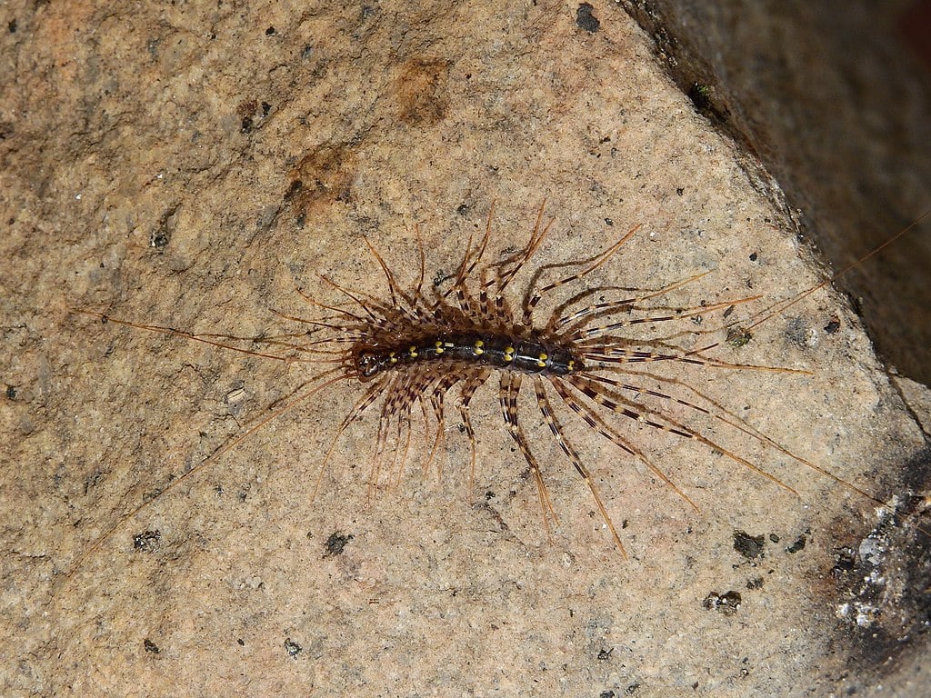 House centipede in basement