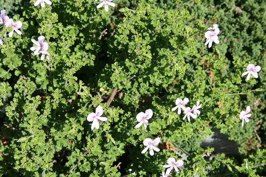 scented geranium to repel mosquitoes