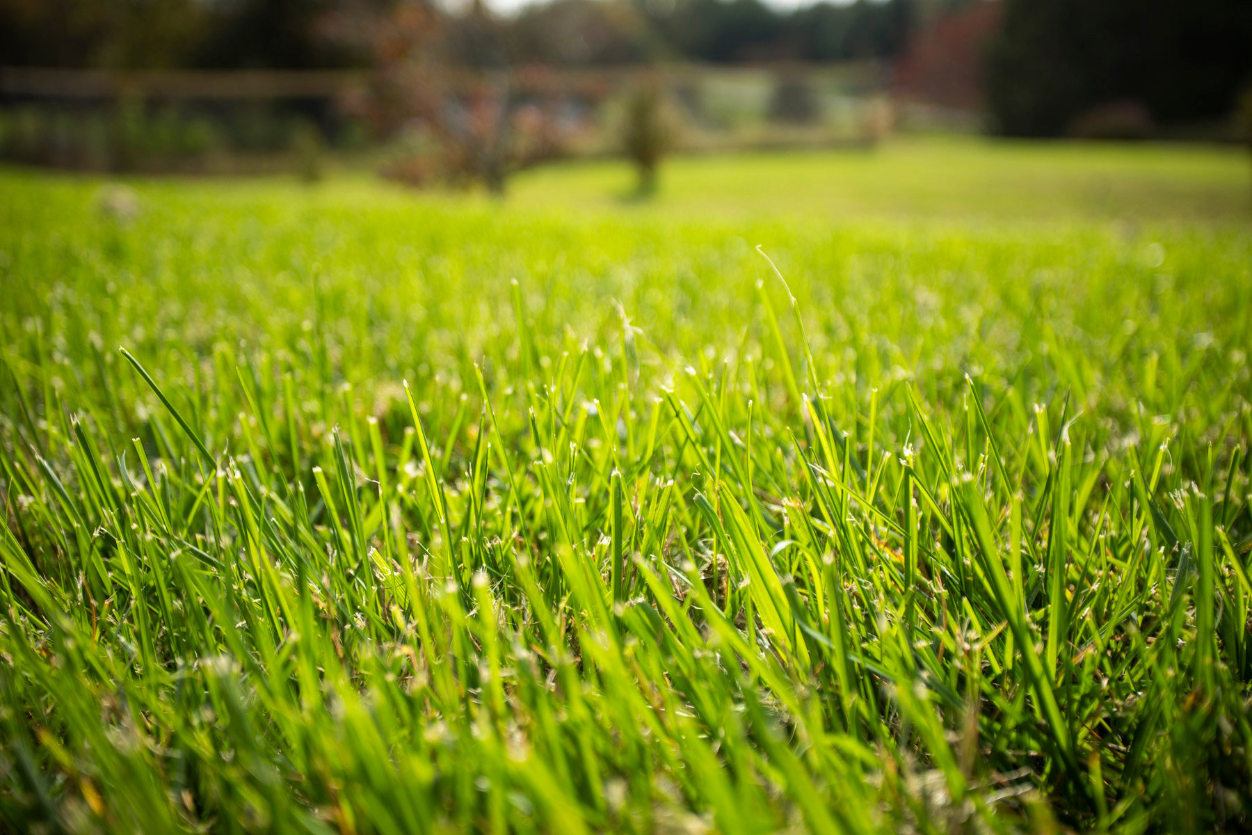 Don't cut your lawn too short