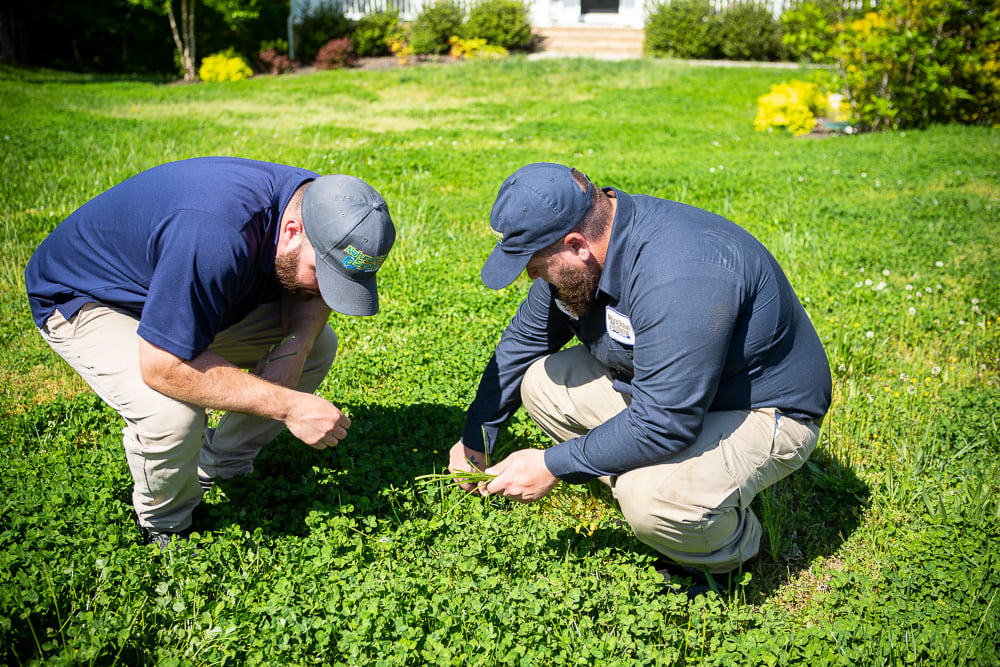 Lawn care team inspects grass
