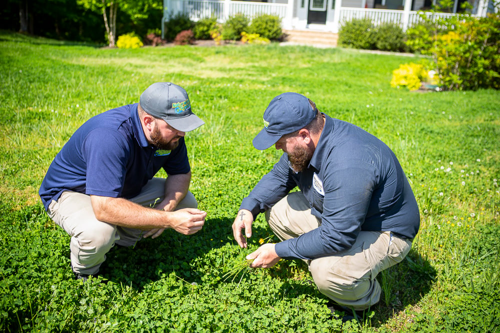 lawn care technicians inspect weeds