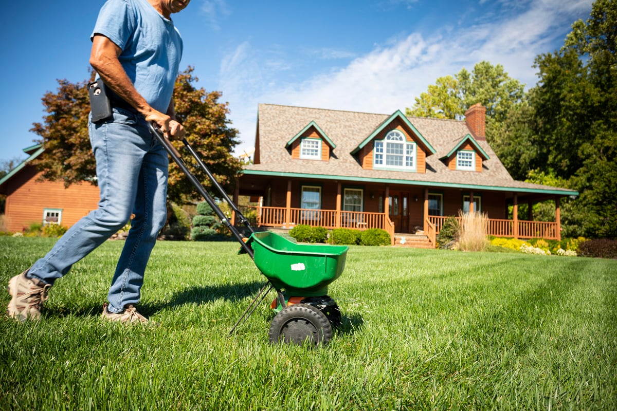 homeowner fertilizes own lawn
