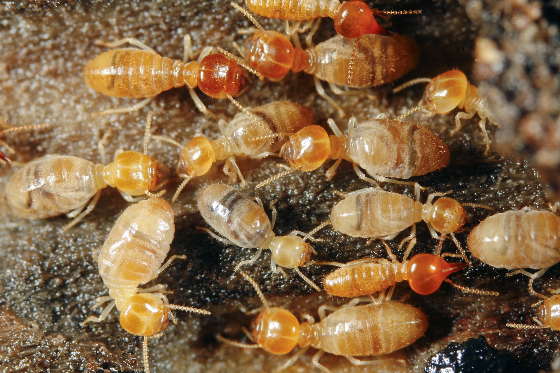 termites in house