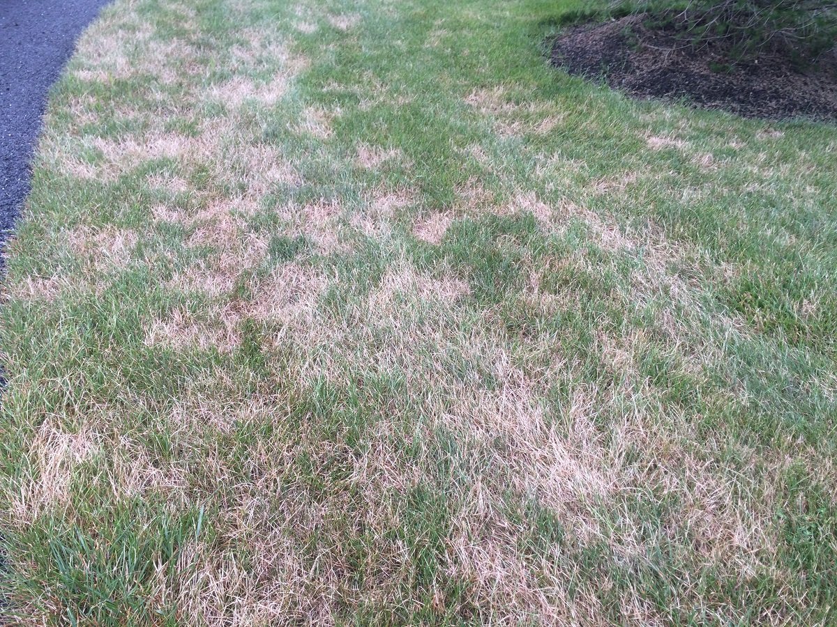 Turf Disease with fungal issues