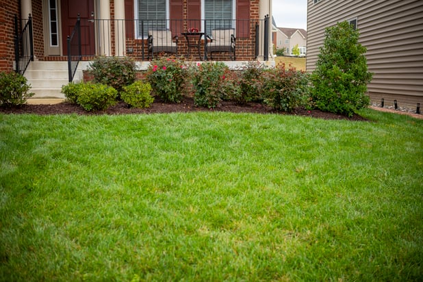 Healthy lawn without crabgrass