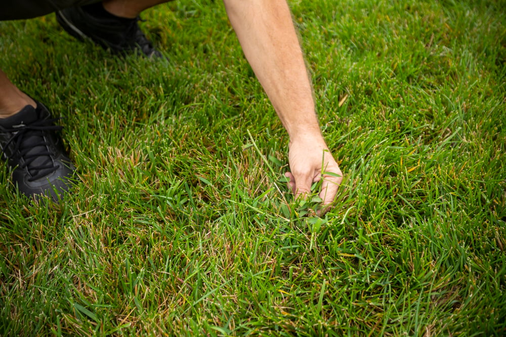 homeowner finds crabgrass in lawn