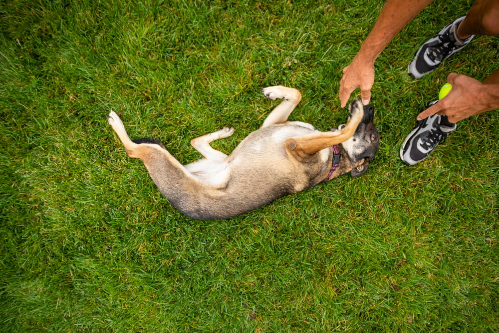 Happy dog in lawn with flea and tick control