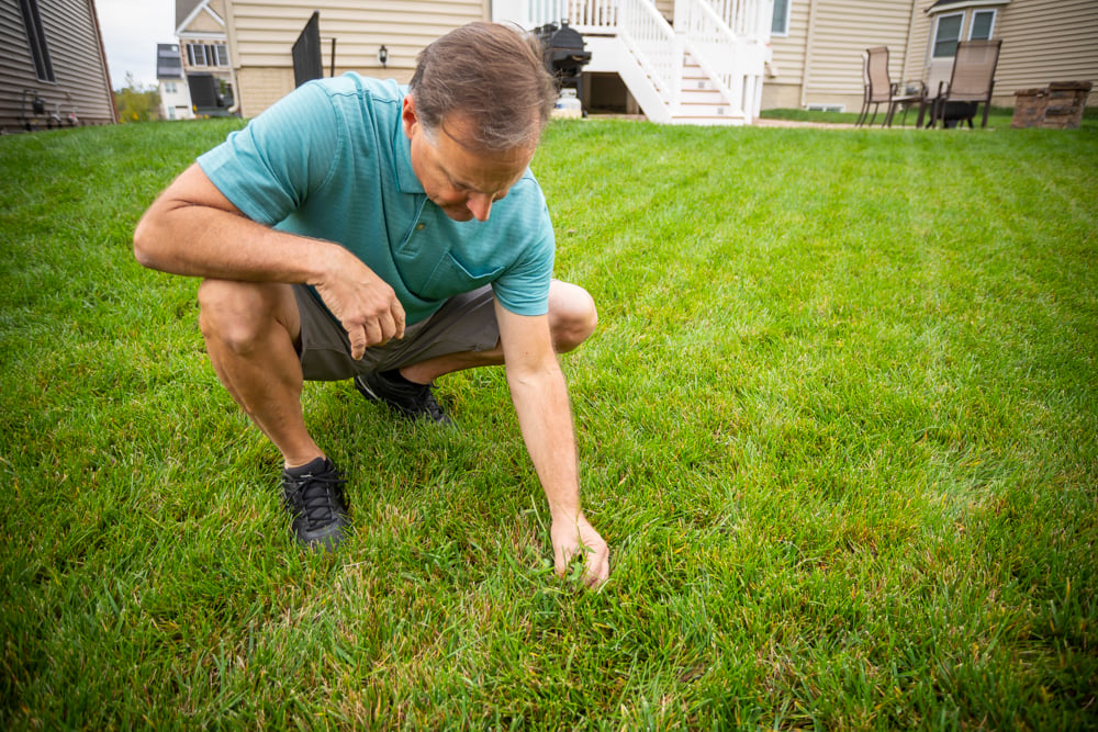 DIY lawn care inspecting for weeds