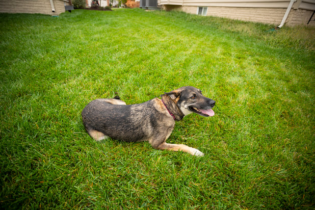 dog in lawn with flea and tick control services