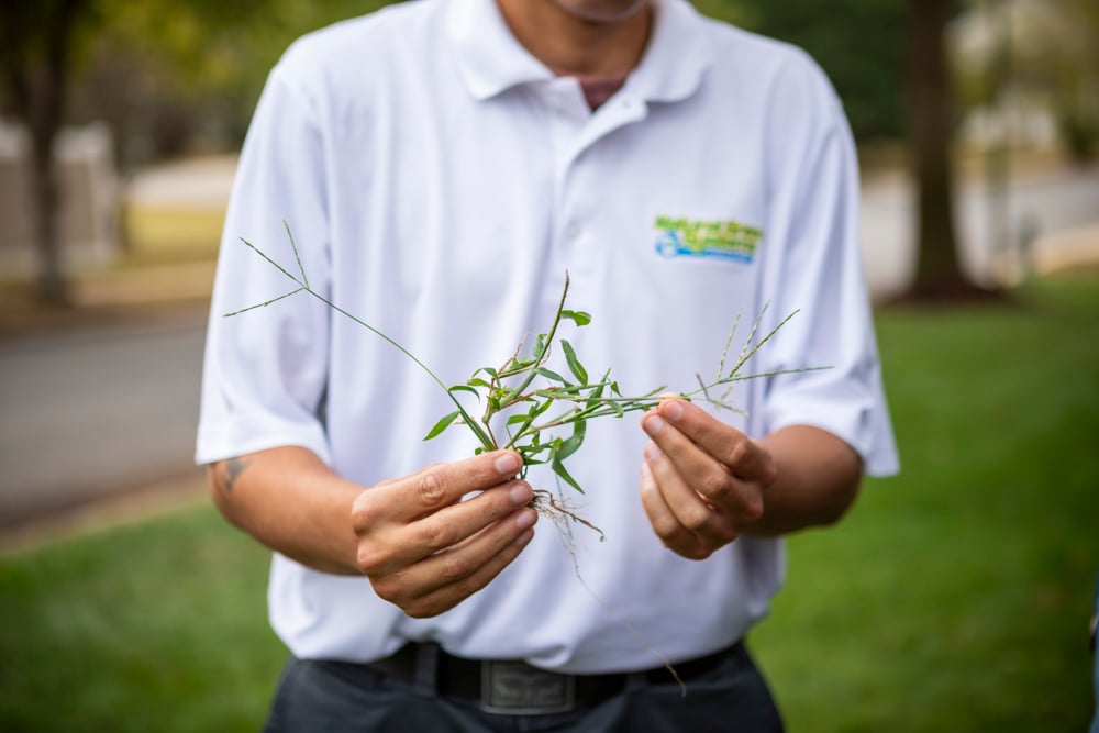 lawn care team holds crabgrass in hand