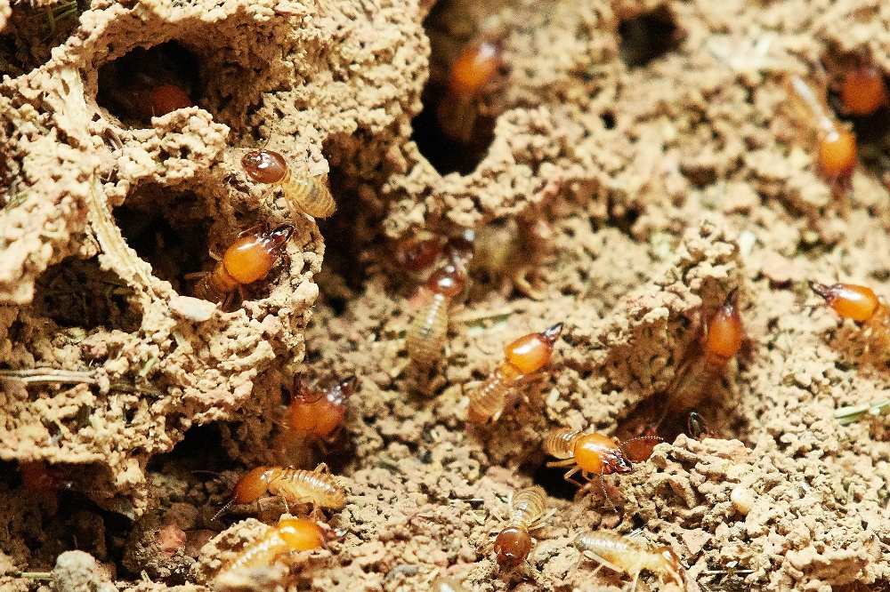 termites in termite colony