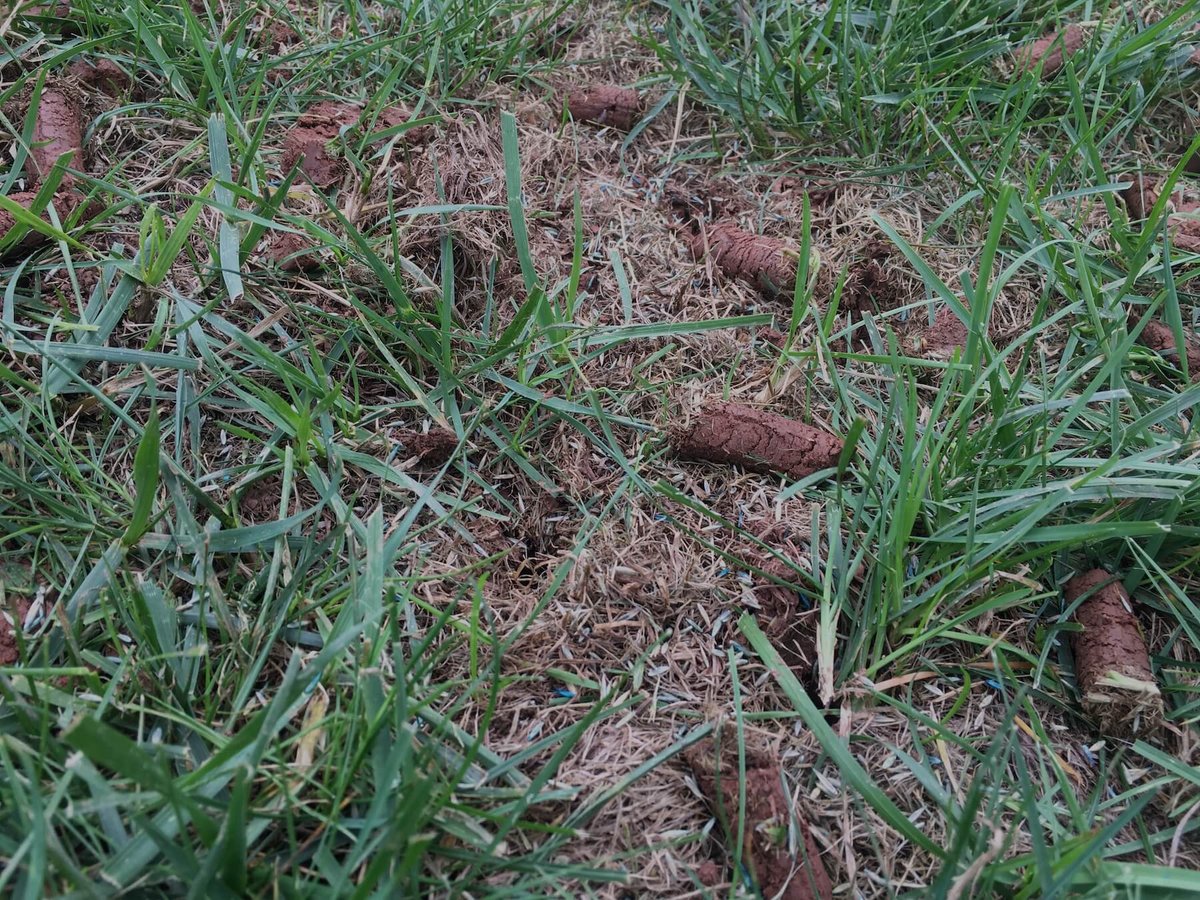 aeration holes plugs and seed in grass