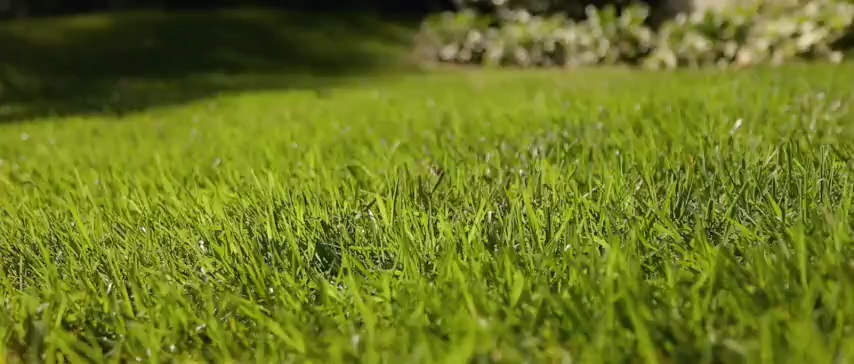 Lush green lawn