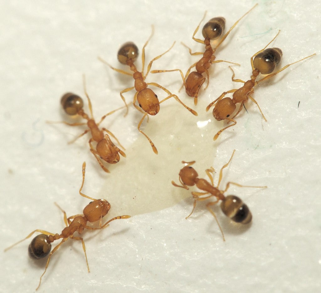 Pharaoh Ants in maryland