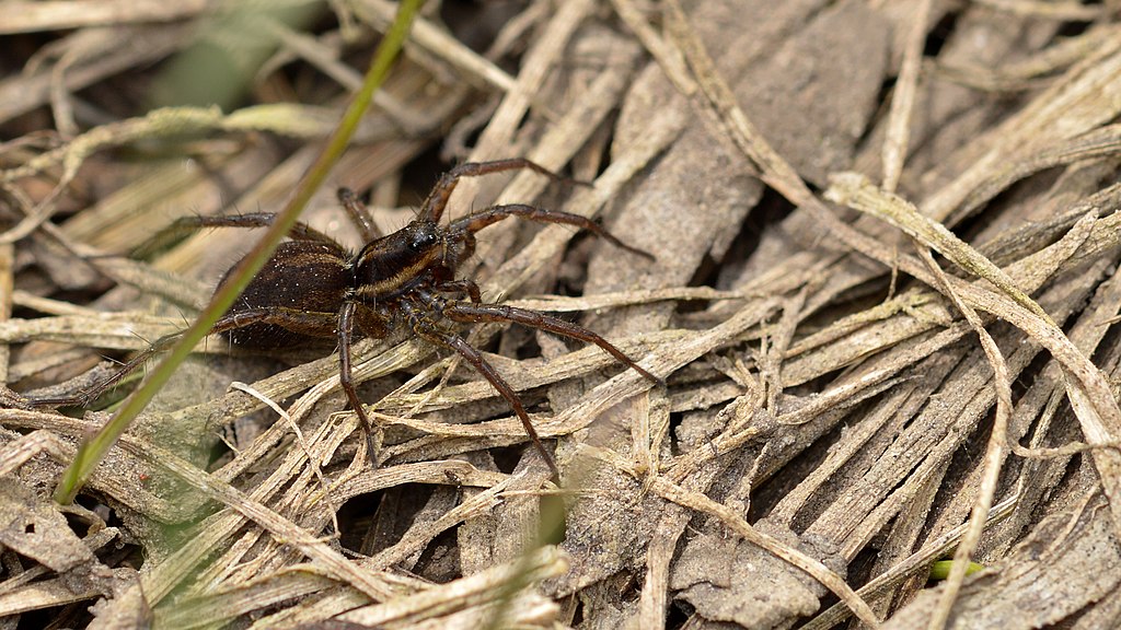 Are Wolf Spiders Dangerous? - Clegg's Pest Control
