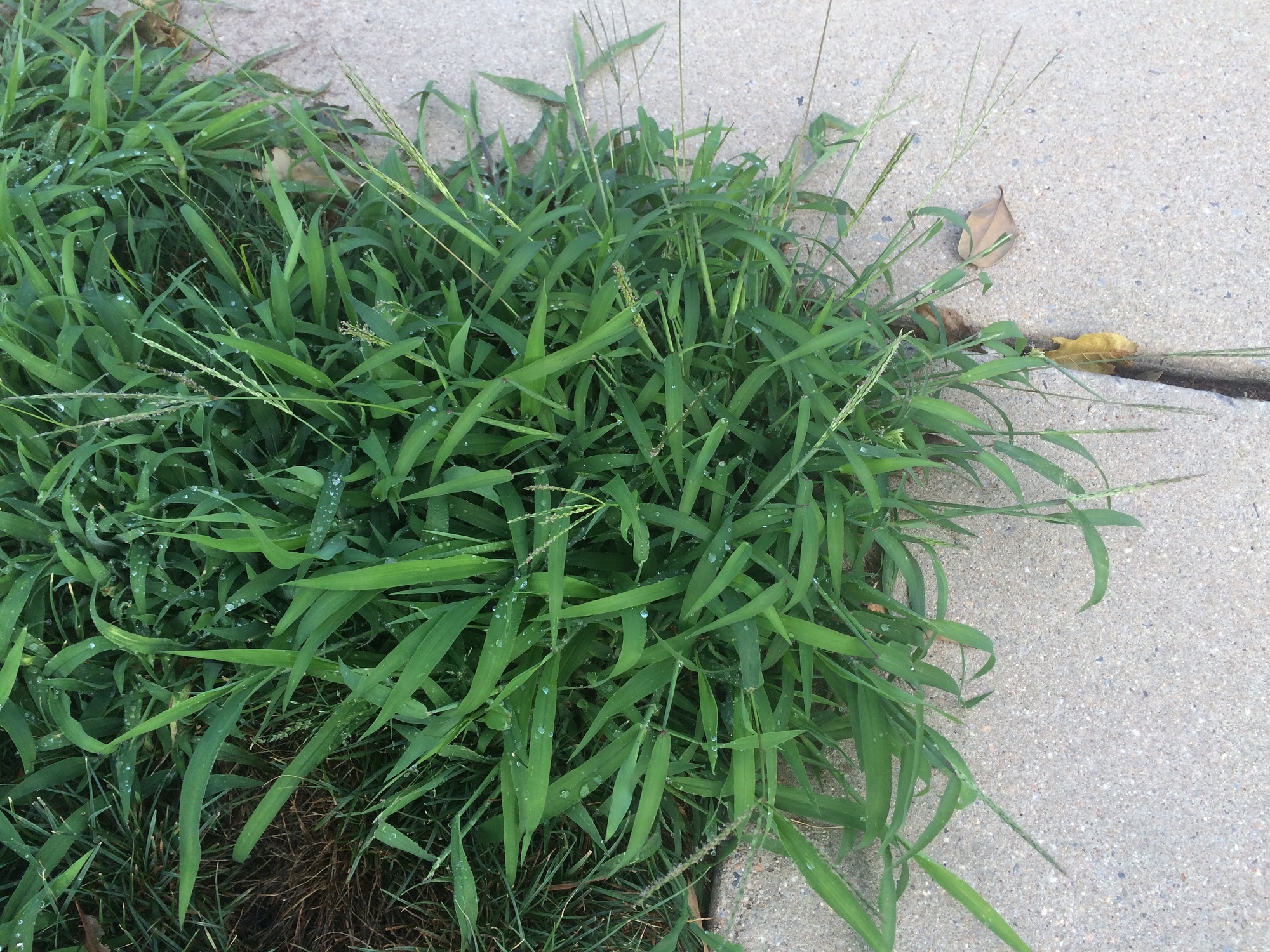 crabgrass growing by lawn