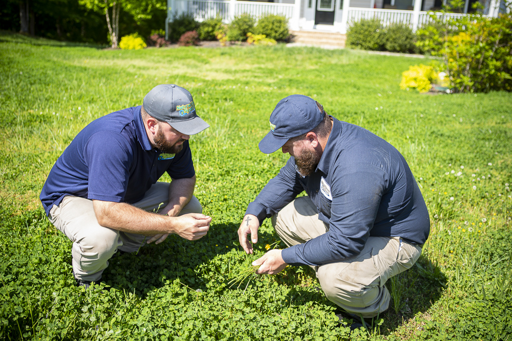 lawn care team inspects lawn with weeds