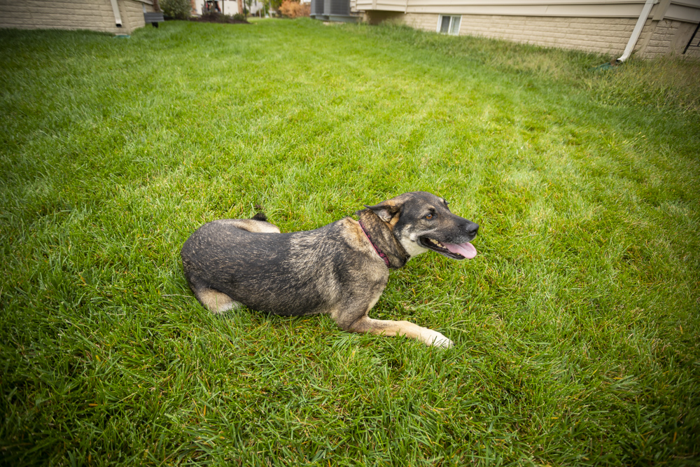 Dog in lawn with flea treatment