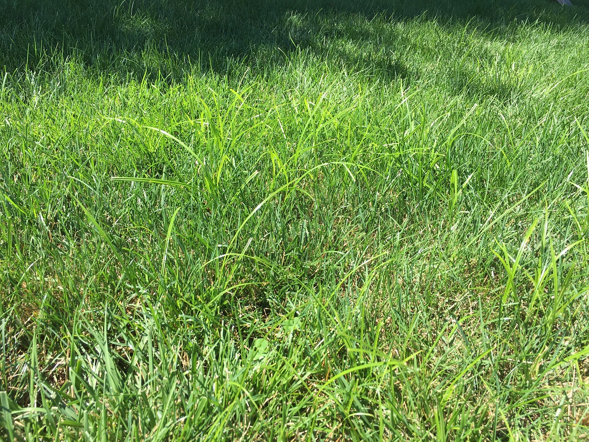 Nutsedge weed in lawn