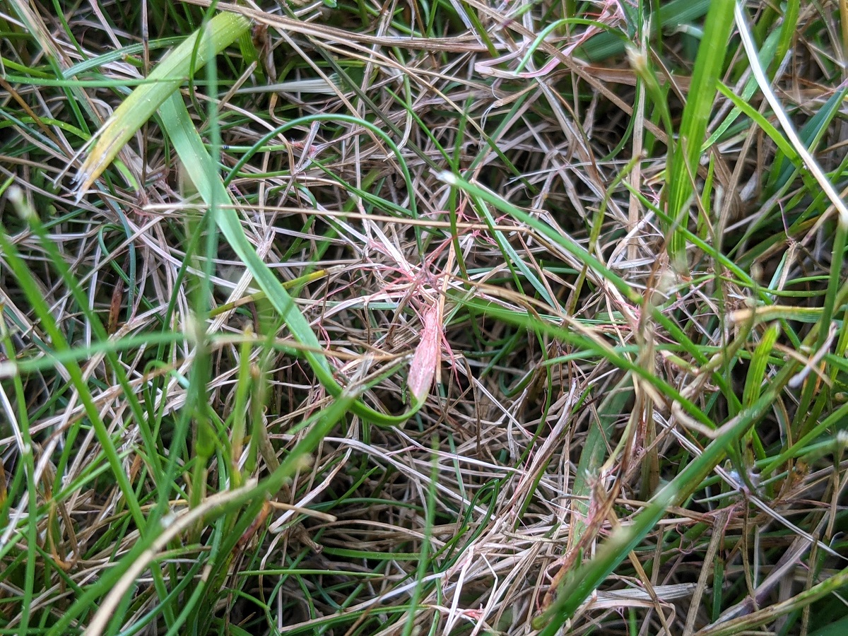 red thread lawn disease in grass