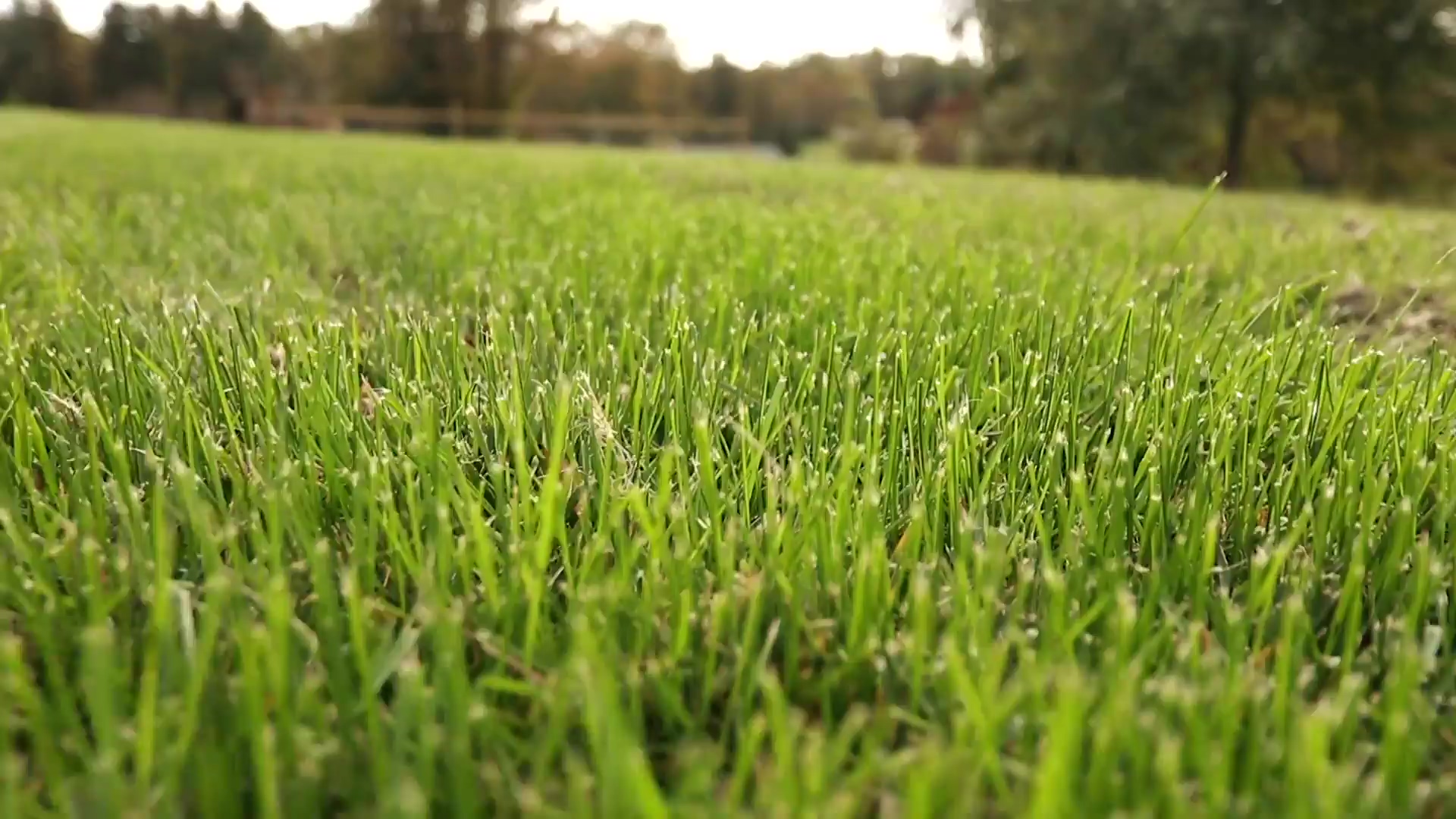 healthy green grass