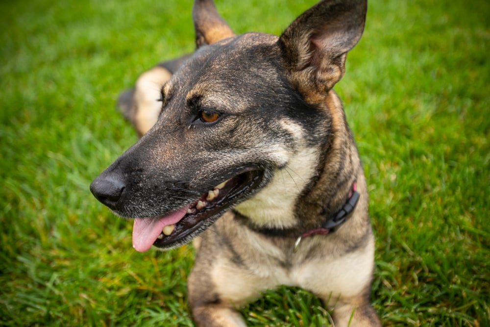 dog on grass